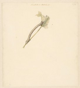 Studienblatt mit Raupe, Amphidasis Betularia