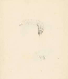 Studienblatt mit Raupe, Lasiocampa Quireifolia