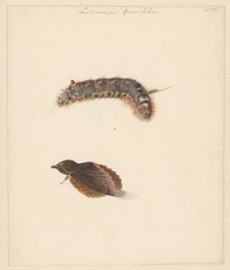 Studienblatt mit Raupe und Nachtfaltern, Lasiocampa Quireifolia von Albertus Steenbergen