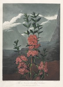 Der Tempel der Flora oder Garten der Natur: Die Schmalblättrige Kalmie von Albrecht Altdorfer