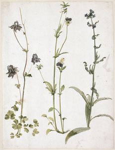 Akelei, Stiefmütterchen und Ochsenzunge von Albrecht Dürer
