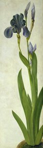 Eine Iris von Albrecht Dürer