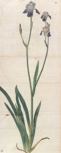 Blau blühende Schwertlilie - Iris Germanica von Albrecht Dürer