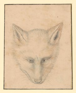 Fuchskopf, von vorn von Albrecht Dürer