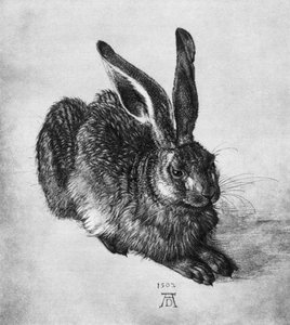 Hase