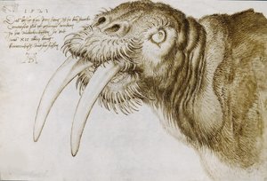 Kopf eines Walrosses, 1521