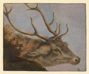 Hirschkopf von Albrecht Dürer
