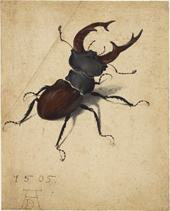 Hirschkäfer, 1505 von Albrecht Dürer