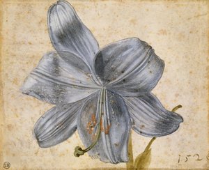 Studie einer Lilie, 1526