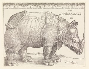 Das Nashorn