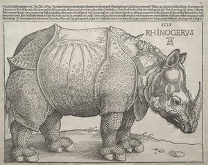 Das Nashorn, 1515 von Albrecht Dürer