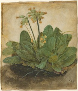 Büschel von Schlüsselblumen