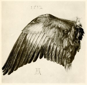 Flügel eines Blauracken