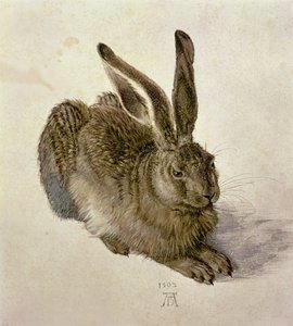 Junger Hase