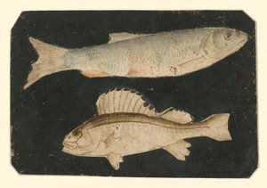  von Albrecht Dürer