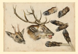 Zwei Hirschköpfe, nach rechts, und 6 Läufe von Albrecht Dürer