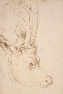 Kopf eines Rehbocks - Zeichnung von Albrecht Dürer (1471-1528), um 1503 - Kopf eines Rehbocks - Feder und Pinsel, graue und braune Tinte auf Papier von Albrecht Dürer (1471-1528), ca. 1503 - 22,8x15,3 cm - Nelson-Atkins Museum of Art, Kansas City, Missouri von Albrecht Dürer