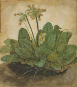 Büschel von Schlüsselblumen, 1526