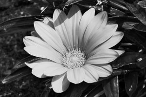 Ohne Titel