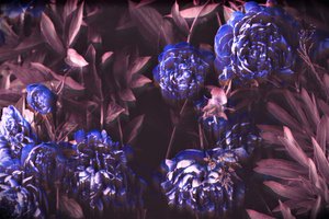 Blaue Noten