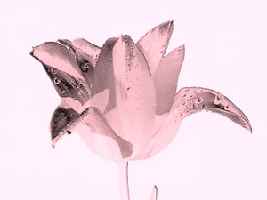 kristallrosa Blume, 2019