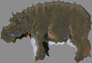 Nilpferd, 2020