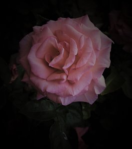 Rosa Planet