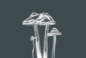 Silberpilze
