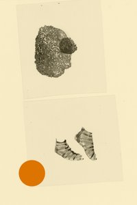 Kopffüßler von Alexander Adiels