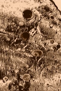 Sauerstoff von Alexander Adiels