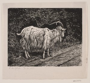 Ein Ziegenbock