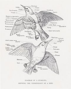 Diagramm eines Stars, das die Terminologie eines Vogels definiert von Alexander Francis Lydon