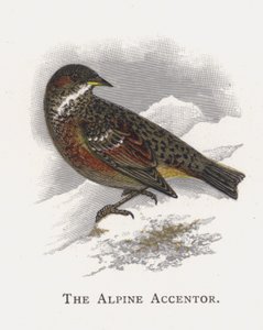 Der Alpenbraunelle von Alexander Francis Lydon