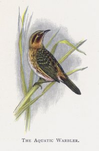 Der Seggenrohrsänger von Alexander Francis Lydon