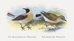 Der Schwarzkehlchen, Der Isabellasteinschmätzer von Alexander Francis Lydon