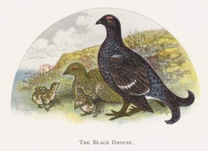 Das Birkhuhn von Alexander Francis Lydon
