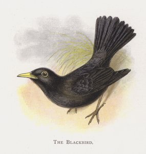 Die Amsel von Alexander Francis Lydon