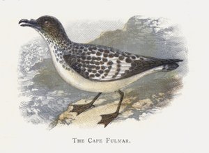 Der Kapsturmvogel von Alexander Francis Lydon