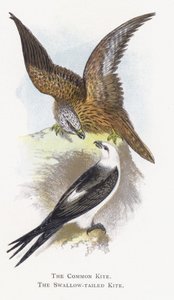 Der Schwarzmilan, Der Schwalbenschwanzmilan von Alexander Francis Lydon