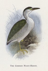 Der Nachtreiher von Alexander Francis Lydon