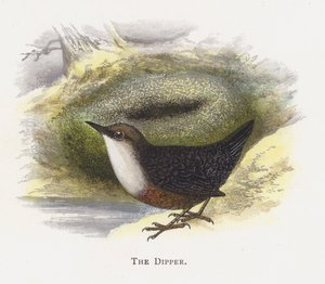 Die Wasseramsel von Alexander Francis Lydon