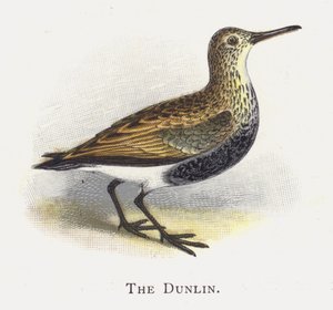 Der Alpenstrandläufer von Alexander Francis Lydon