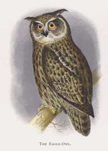 Der Uhu von Alexander Francis Lydon