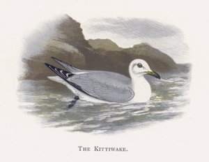 Die Dreizehenmöwe