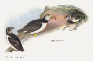 Der Krabbentaucher, Der Papageitaucher von Alexander Francis Lydon