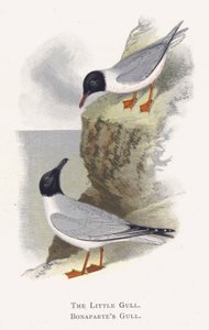 Die Zwergmöwe, Die Bonapartemöwe von Alexander Francis Lydon