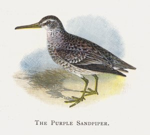 Der Meerstrandläufer von Alexander Francis Lydon