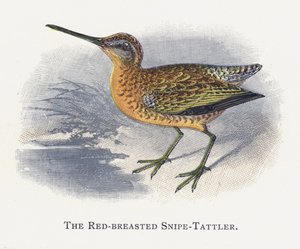 Der Rotbruststrandläufer von Alexander Francis Lydon