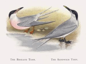 Die Rosenseeschwalbe, Die Brandseeschwalbe von Alexander Francis Lydon