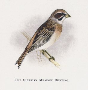 Die Sibirische Wiesenammer von Alexander Francis Lydon